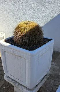 Golden Barrel Cactus in large pot