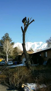 Professional Tree Felling Service