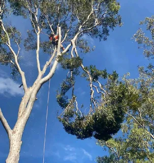 Professional Tree Felling Service