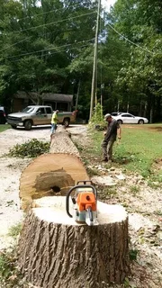 Tree Cutting And Stump Removal
