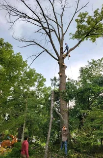 Tree Cutting And Stump Removal