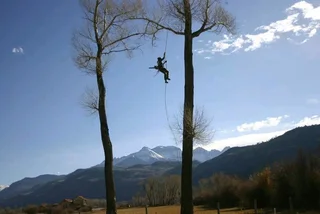 Professional Tree Felling Service