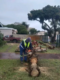 Professional Tree Felling Service