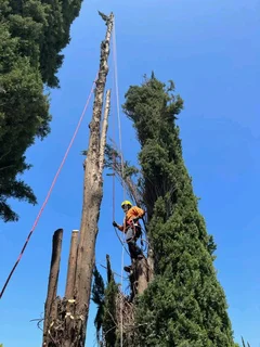 Tree Felling And Stump Removal