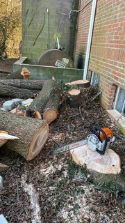 Professional Tree Felling Service