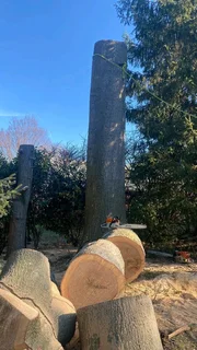 Professional Tree Felling Service