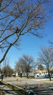 Treè Felling And Stump Removal