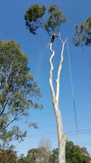Tree Felling And Stump Removal