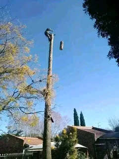 Professional Tree Felling Service