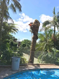 Professional Tree Felling