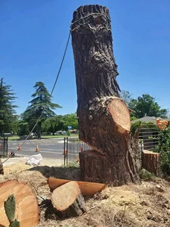 Professional Tree Felling