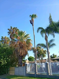 Tree Felling And Stump Removal