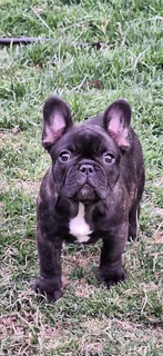 Frenc bulldogs