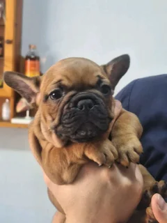 Frenc bulldogs