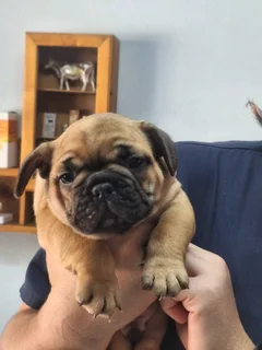 Frenc bulldogs