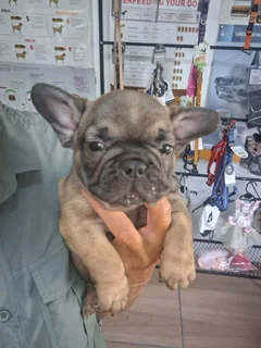 Frenc bulldogs