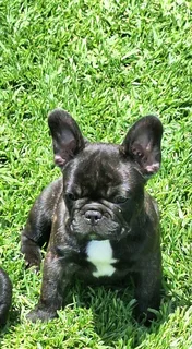 Frenc bulldogs