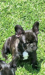 Frenc bulldogs