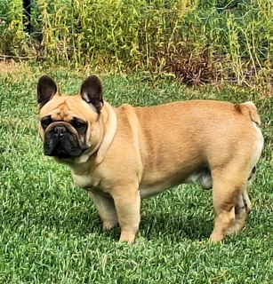 Frenc bulldogs