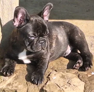 Frenc bulldogs
