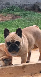 Frenc bulldogs