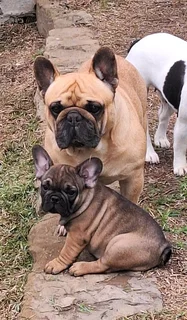 French bulldog babies