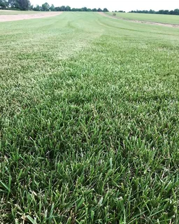 FRESH CUT ROLL ON LAWN #KIKUYU #LM BEREA #BUFFALO #SUPPLY N INSTALLATION