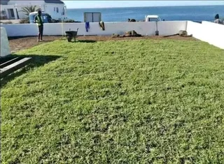 FRESH CUT ROLL ON LAWN #KIKUYU #LM BEREA #BUFFALO #SUPPLY N INSTALLATION