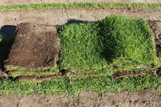 Lm Berea #buffalo # Kikuyu # Cynodone #supply And Installation