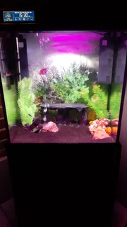 Home Aquarium Tank