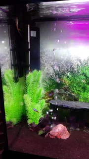 Home Aquarium Tank