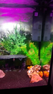 Home Aquarium Tank