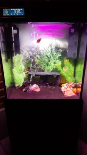 Home Aquarium Tank