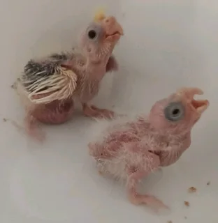 Cockatiel chicks available R250 each based in Durban Phoenix