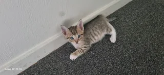 5 kittens ready for there forever home