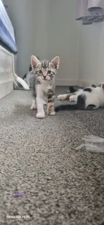 5 kittens ready for there forever home