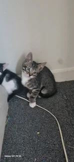 5 kittens ready for there forever home