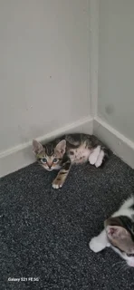 5 kittens ready for there forever home