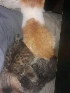 3 kittens looking for a home