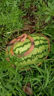 Pay after results money and lost lover