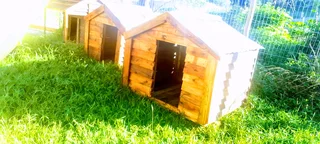 Large Dog Kennel 071 798 8529  wats ap number