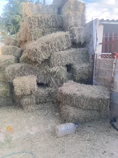 Lucerne bales