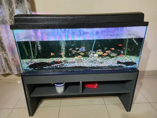 5 ft fish tank