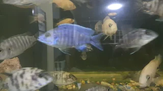 Malawi Cichlids For Sale