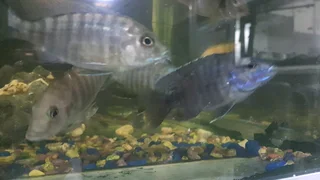 Malawi Cichlids For Sale