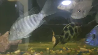 Malawi Cichlids For Sale