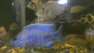Malawi Cichlids For Sale