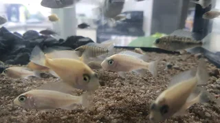 Juvenile Malawi Cichlids For Sale