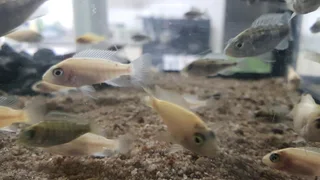 Juvenile Malawi Cichlids For Sale