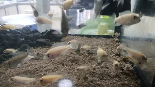 Juvenile Malawi Cichlids For Sale